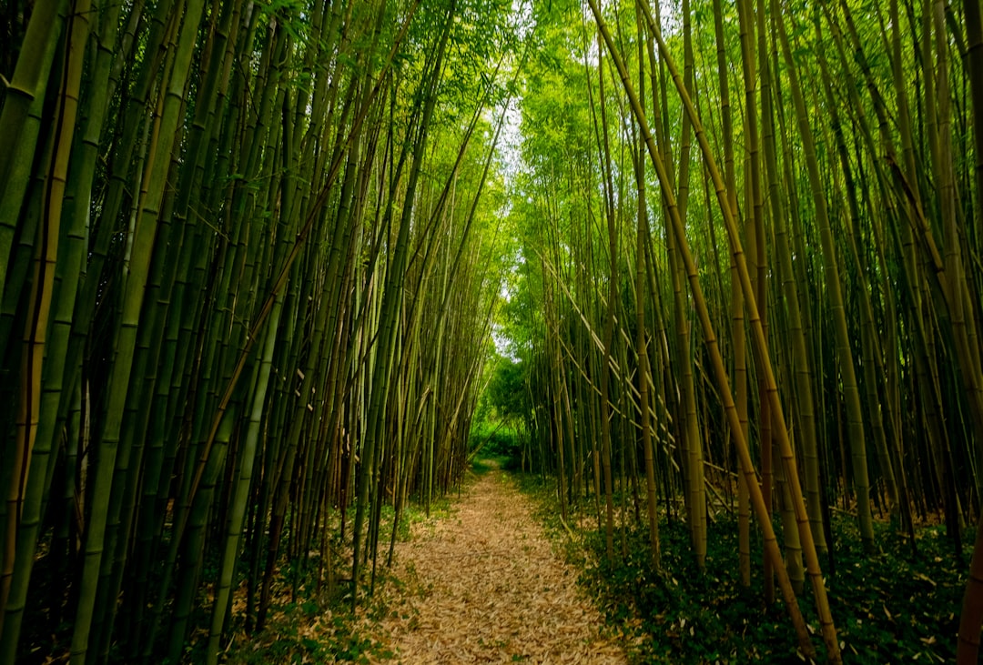 Photo Bamboo forest